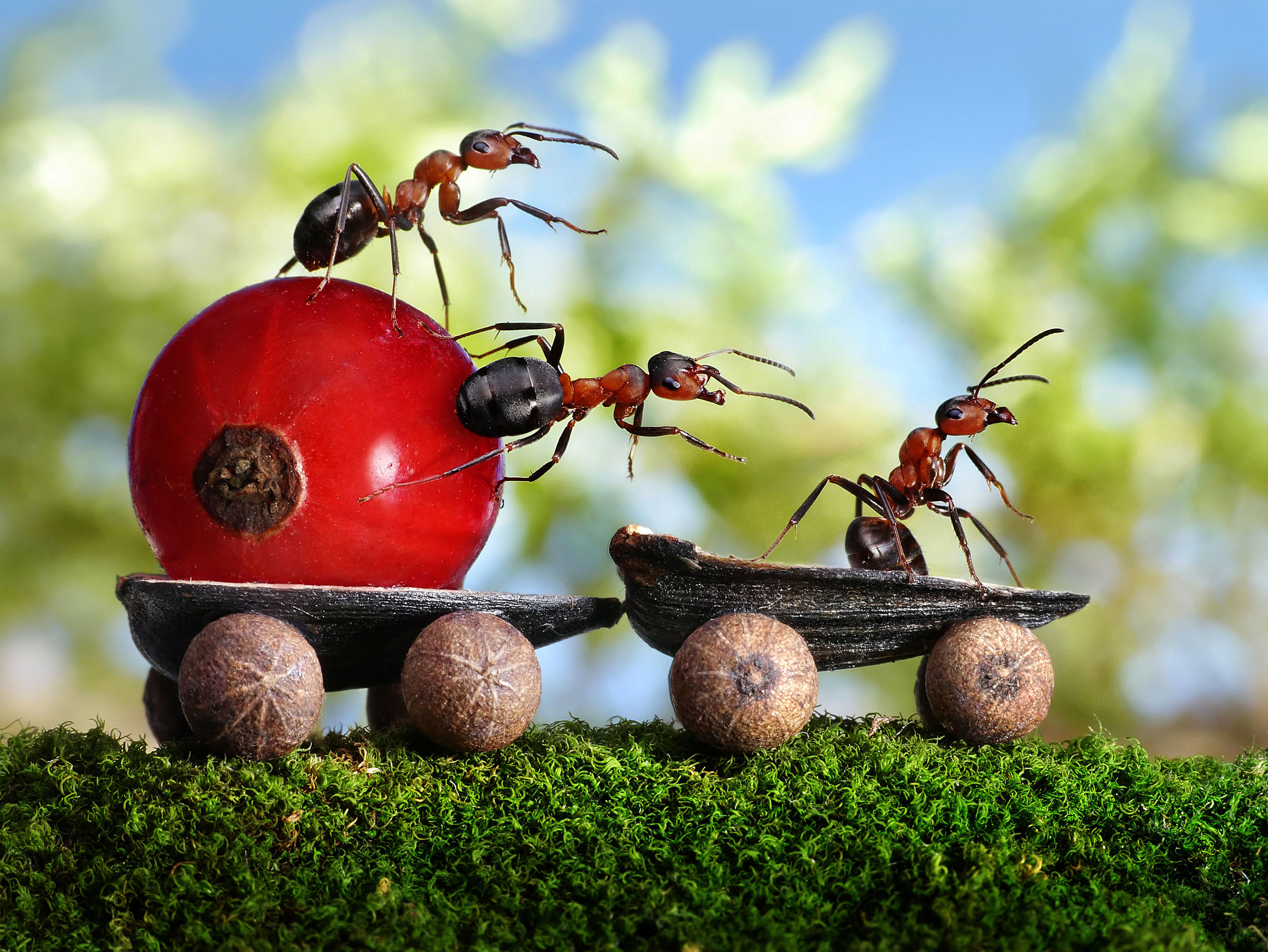 nature, Insect, Macro, Depth of field, Photoshop, Seeds, Fruit, Ants, Red currant, Moss Wallpaper