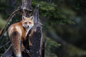 fox, Animals, Nature