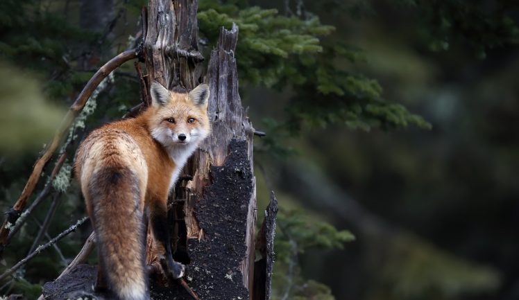 fox, Animals, Nature HD Wallpaper Desktop Background