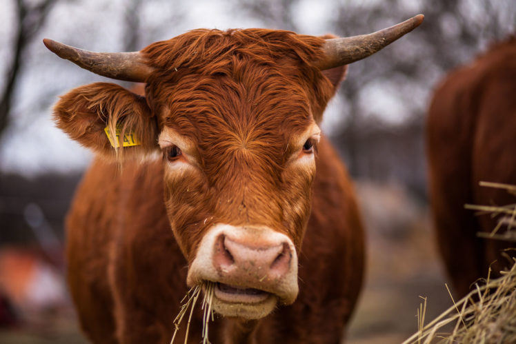 eating, Cow, Animals, Horns HD Wallpaper Desktop Background
