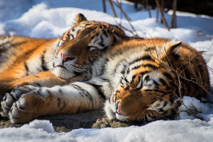 tiger, Sleeping, Relaxing, Animals, Snow, Big cats HD Wallpaper Desktop Background