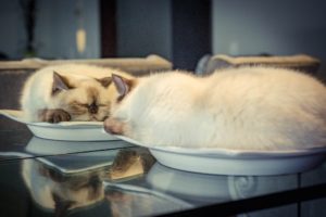 cat, Mirror, Reflection, Relaxing, Animals, Plates