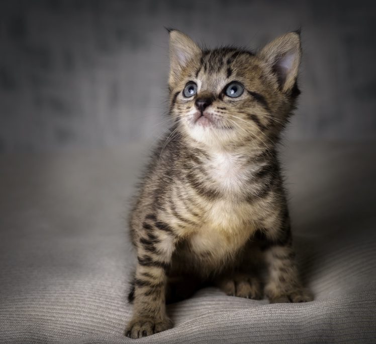 baby animals, Kittens, Cat HD Wallpaper Desktop Background