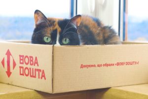 boxes, Cat, Animals