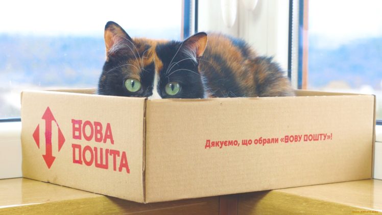 boxes, Cat, Animals HD Wallpaper Desktop Background