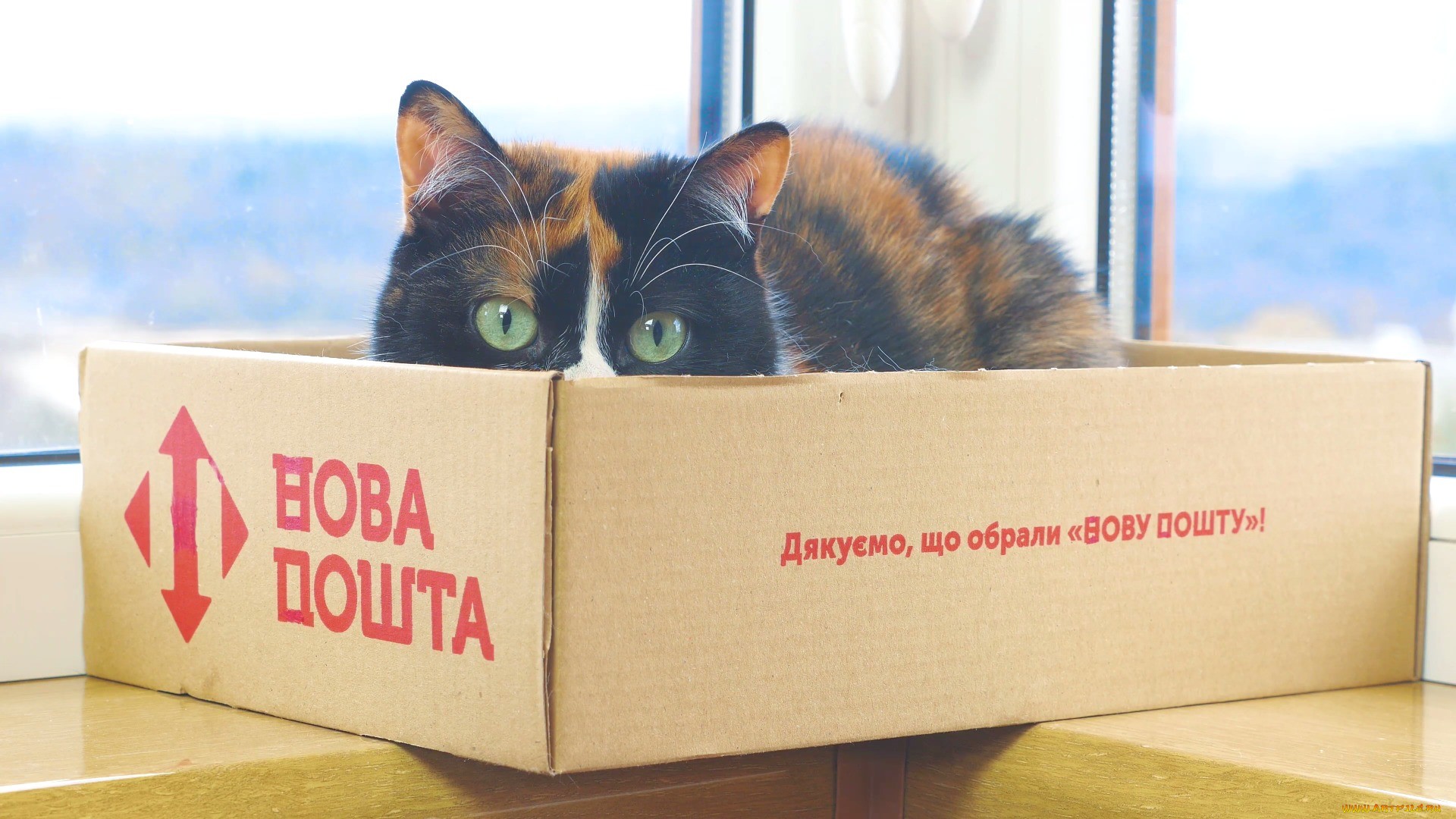 boxes, Cat, Animals Wallpaper