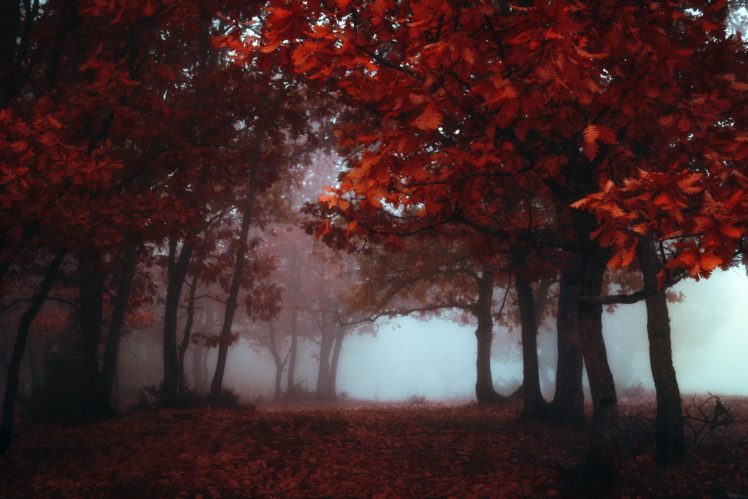fall, Colorful, Mist, Trees, Nature, Red HD Wallpaper Desktop Background