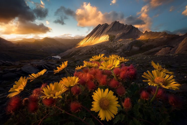 nature, Mountains, Colorful, Flowers, Landscape HD Wallpaper Desktop Background