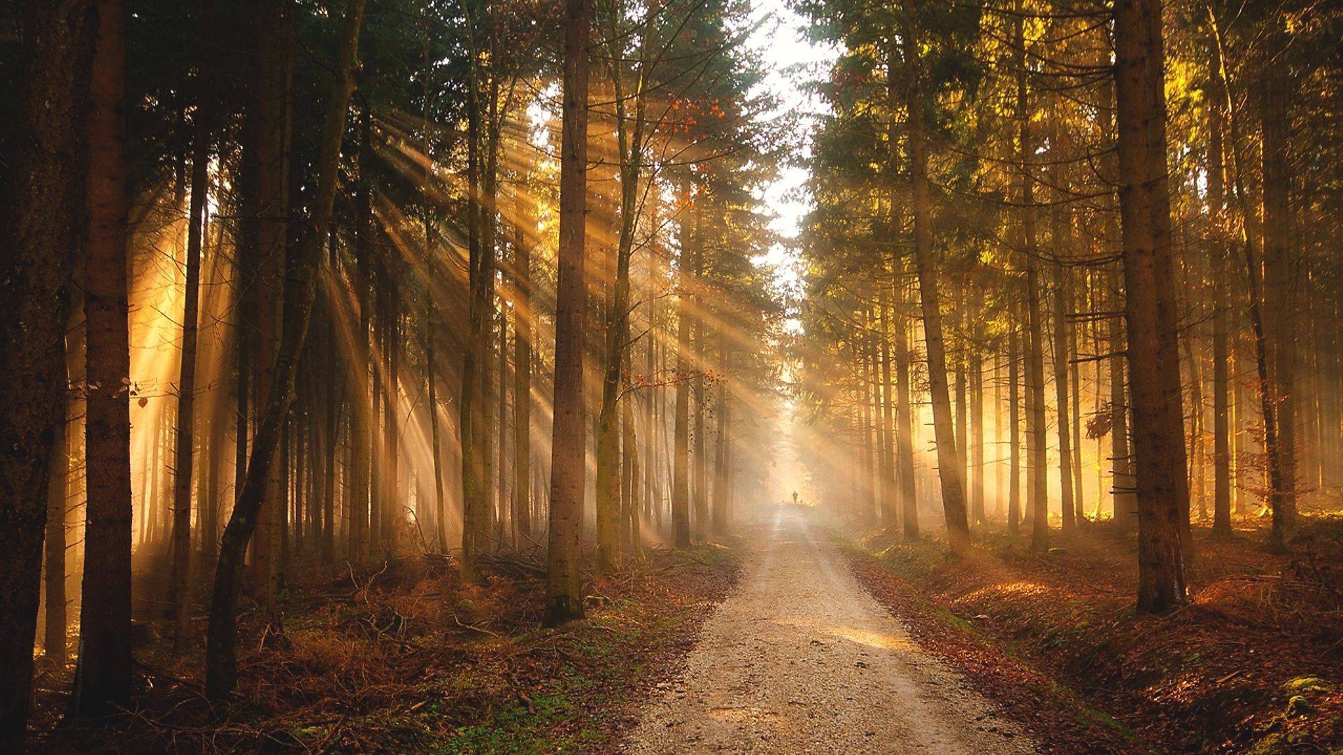 Sun, Nature, Trees, Sun rays, Forest Wallpaper