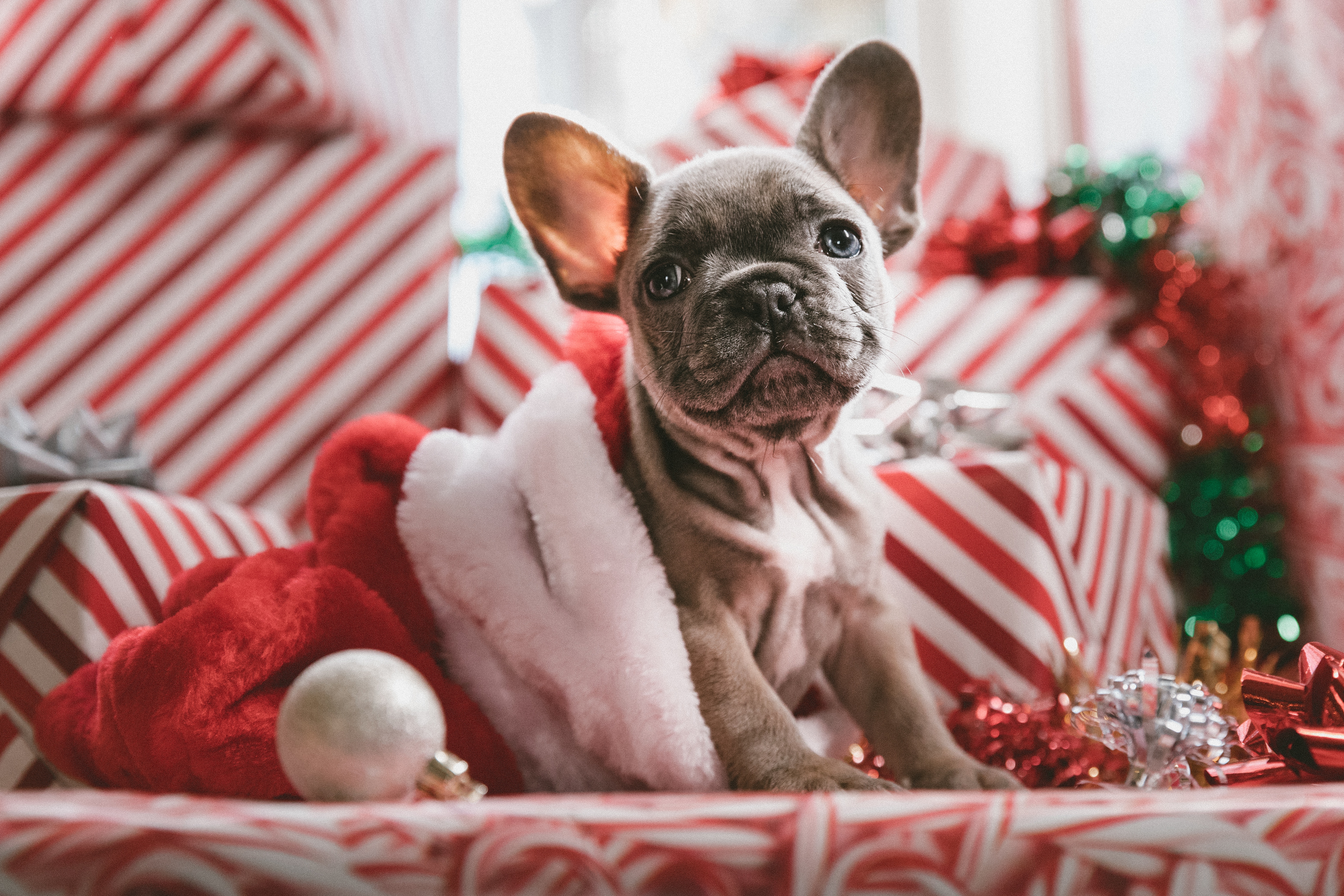 dog, Christmas ornaments, Couch Wallpaper