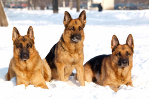 animals, German Shepherd, Snow, Dog