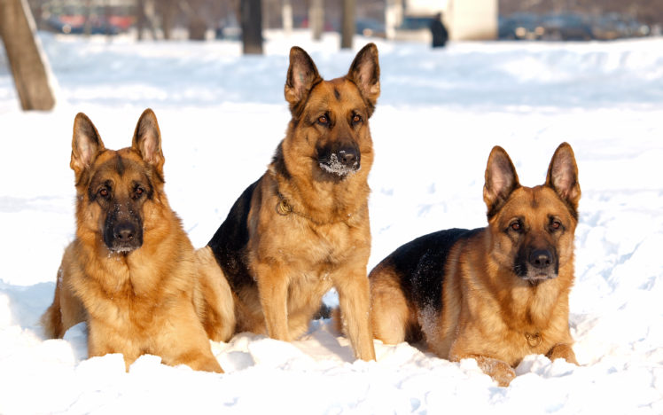 animals, German Shepherd, Snow, Dog HD Wallpaper Desktop Background