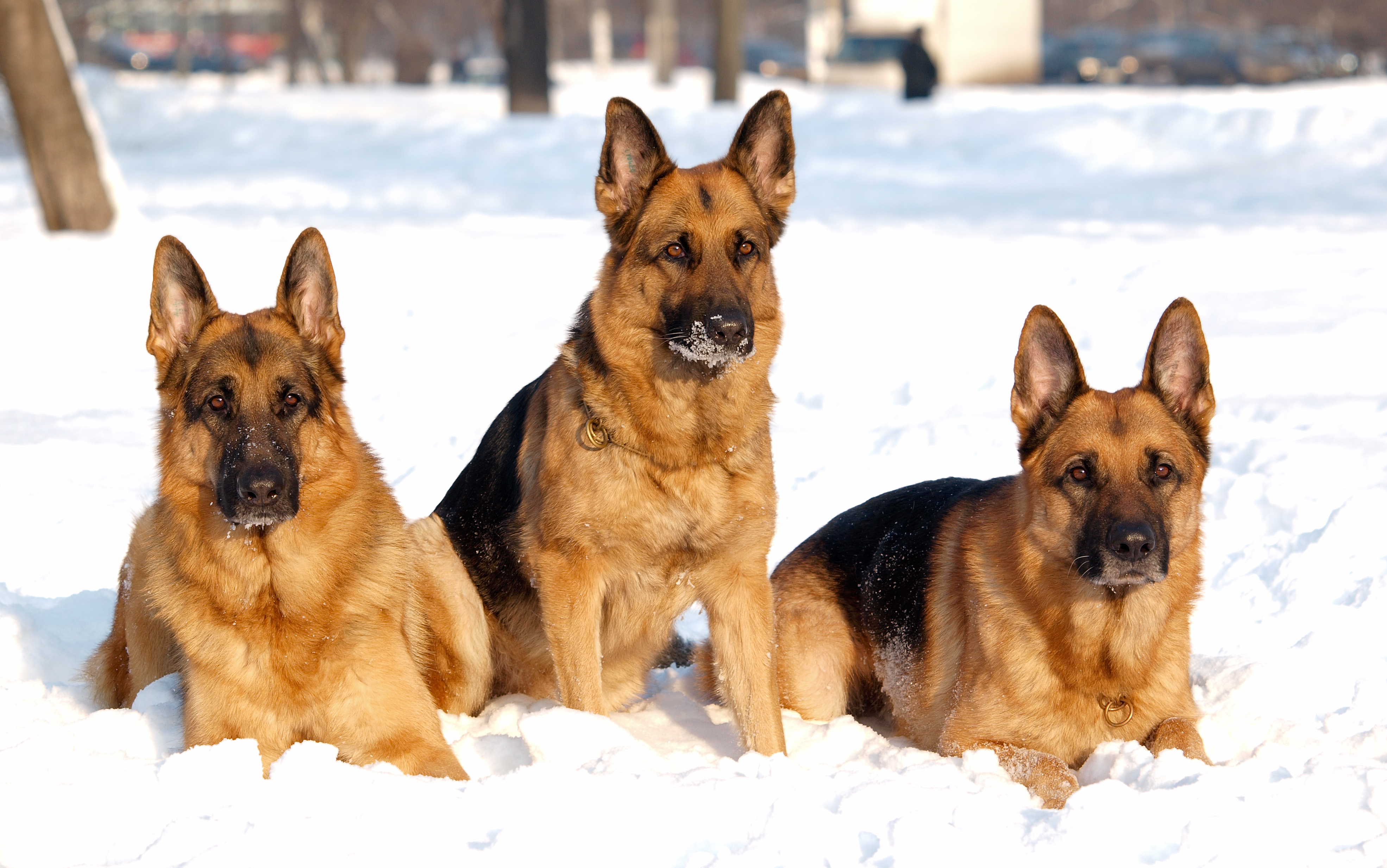 animals, German Shepherd, Snow, Dog Wallpaper