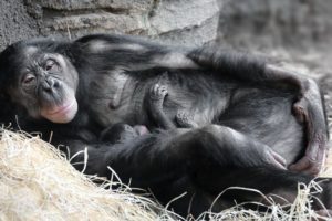 Mother, Apes, Baby animals, Sleeping, Mammals