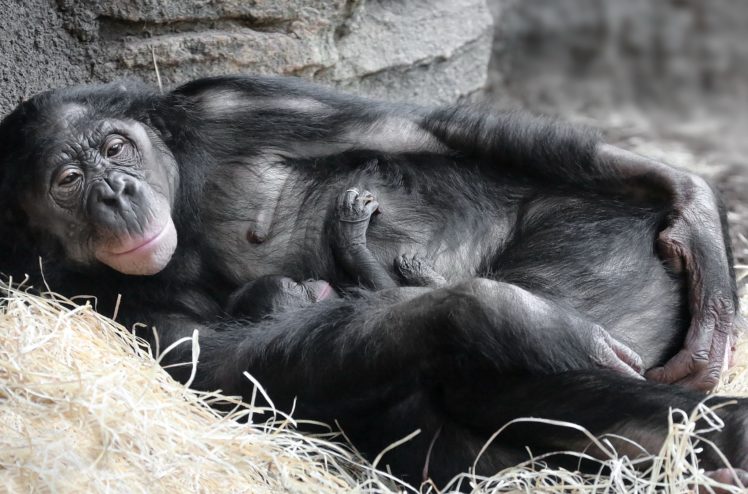 Mother, Apes, Baby animals, Sleeping, Mammals HD Wallpaper Desktop Background