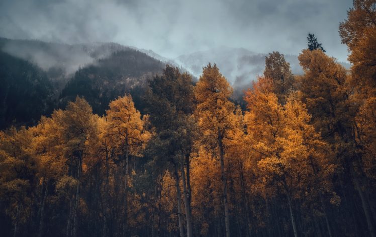 fall, Trees, Nature, Mountains, Forest HD Wallpaper Desktop Background