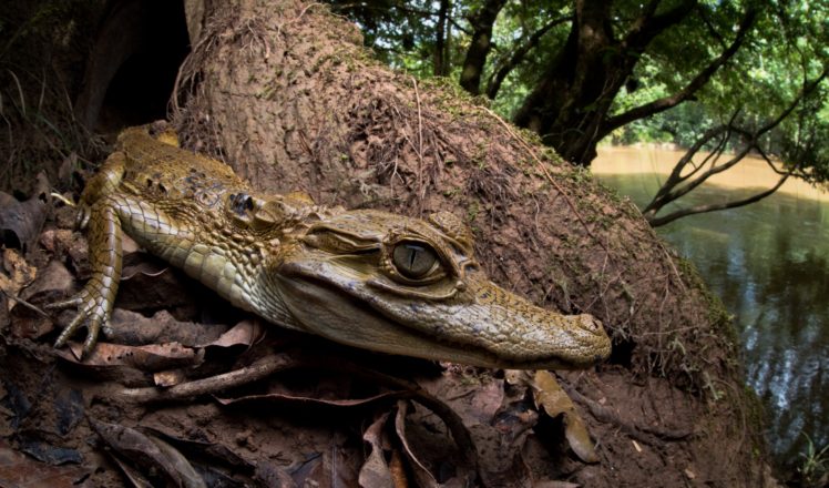 animals, Reptile, Crocodile, Nature HD Wallpaper Desktop Background