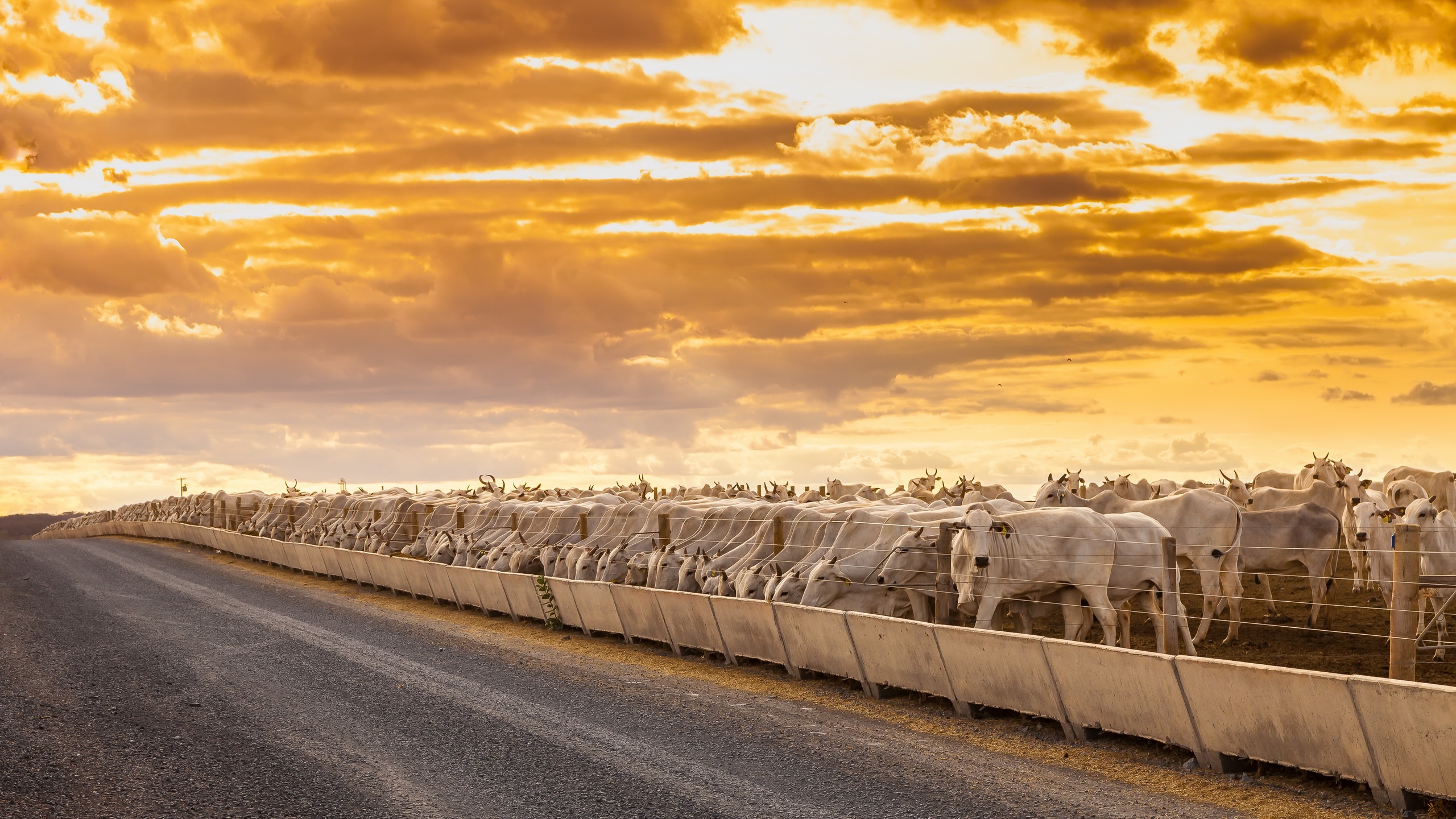 road, Sky, Colorful, Cow, Animals, Fence Wallpaper