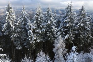 trees, Winter, Snow, Landscape, Nature, Clouds