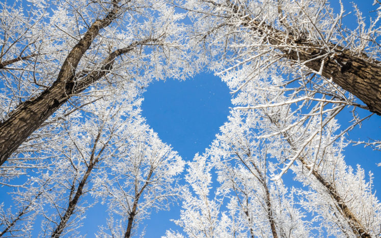 heart, Nature, Forest, Snow HD Wallpaper Desktop Background