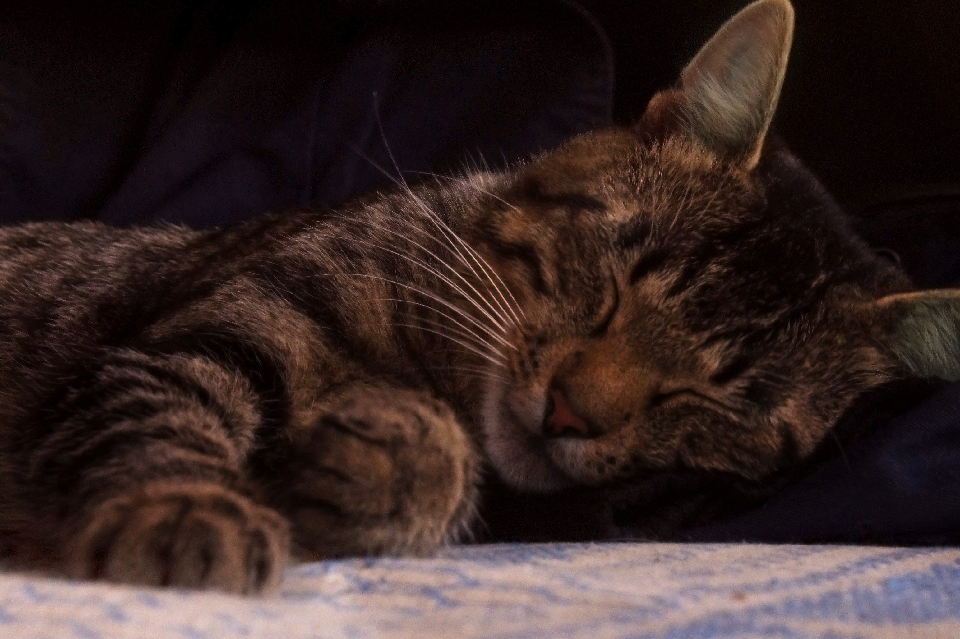 cat, Sleeping Wallpaper
