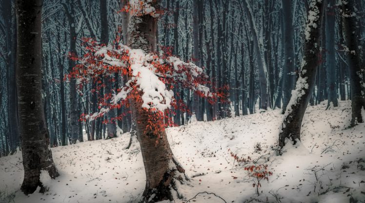 trees, Nature, Forest, Snow HD Wallpaper Desktop Background