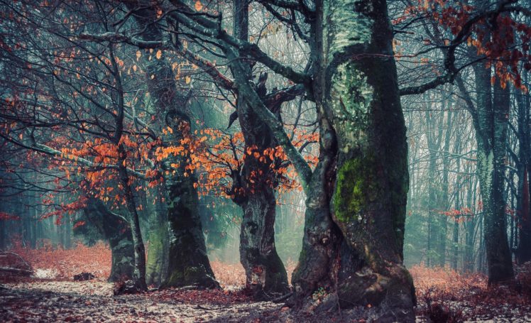 trees, Nature, Landscape HD Wallpaper Desktop Background