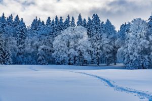 nature, Winter, Snow, Landscape, Forest, Snow tracks, Clouds, Trees