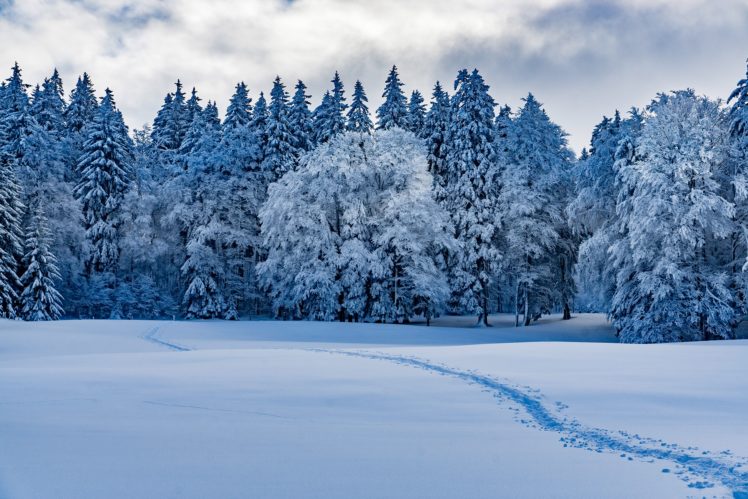 nature, Winter, Snow, Landscape, Forest, Snow tracks, Clouds, Trees HD Wallpaper Desktop Background