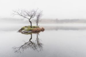 nature, Water, Mist, Trees, Reflection