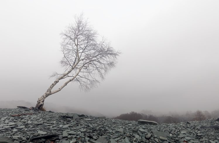 mist, Nature, Landscape, Trees HD Wallpaper Desktop Background