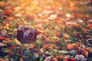 camera, Fall, Leaves, Macro