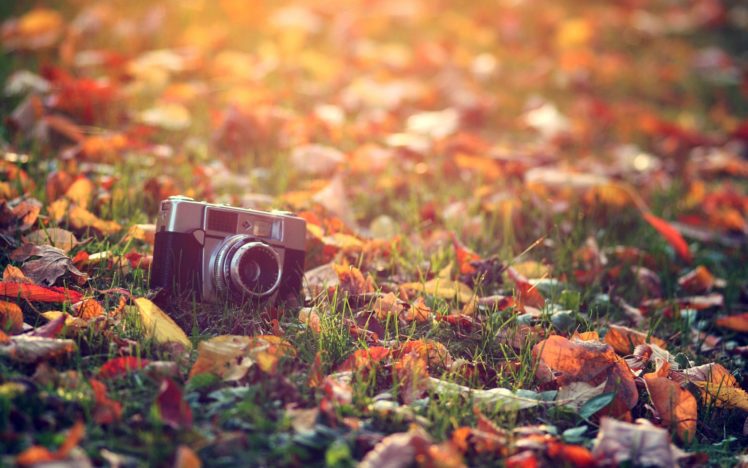 camera, Fall, Leaves, Macro HD Wallpaper Desktop Background