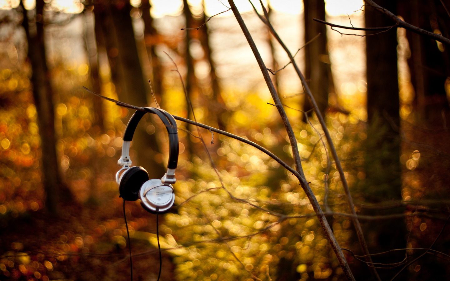 headsets, Nature, Trees, Leaves, Fall, Forest Wallpaper
