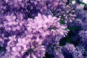flowers, Nature, Petals, Spring, Purple flower