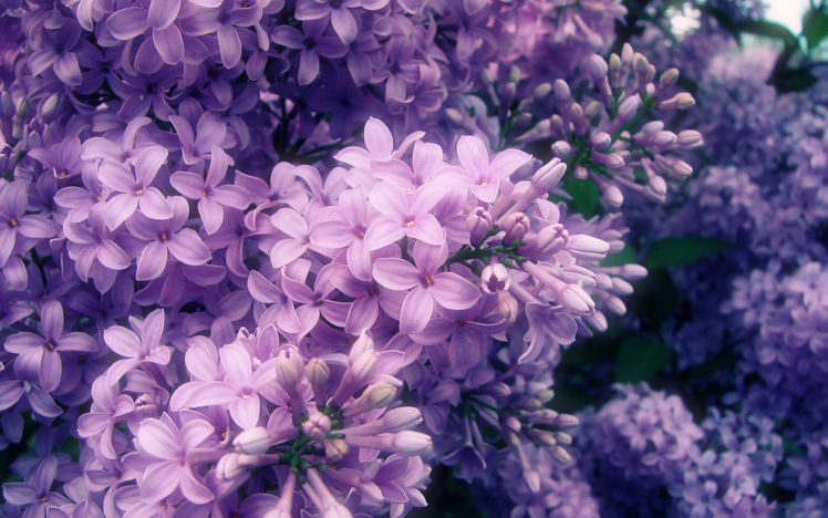flowers, Nature, Petals, Spring, Purple flower HD Wallpaper Desktop Background