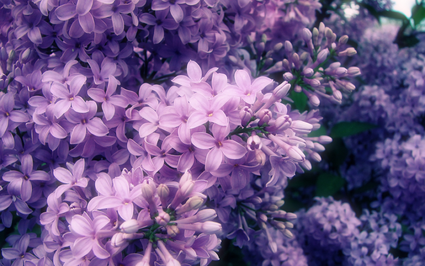 flowers, Nature, Petals, Spring, Purple flower Wallpaper