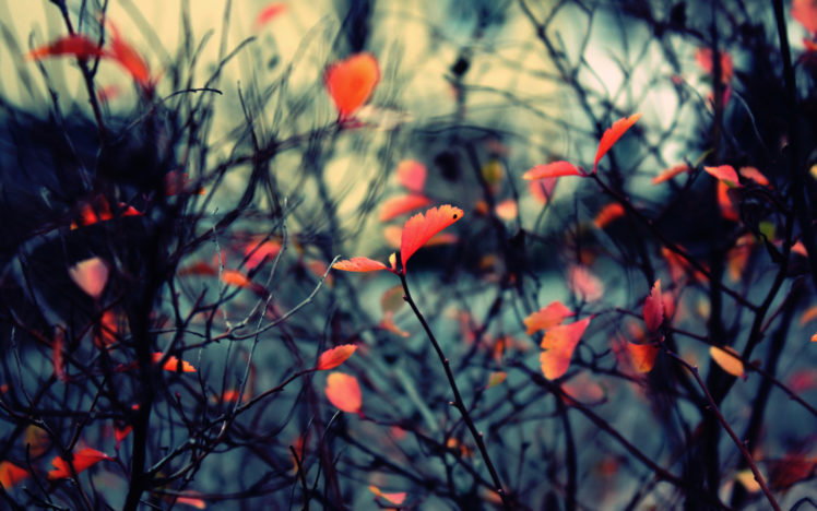 nature, Spring, Leaves, Macro HD Wallpaper Desktop Background