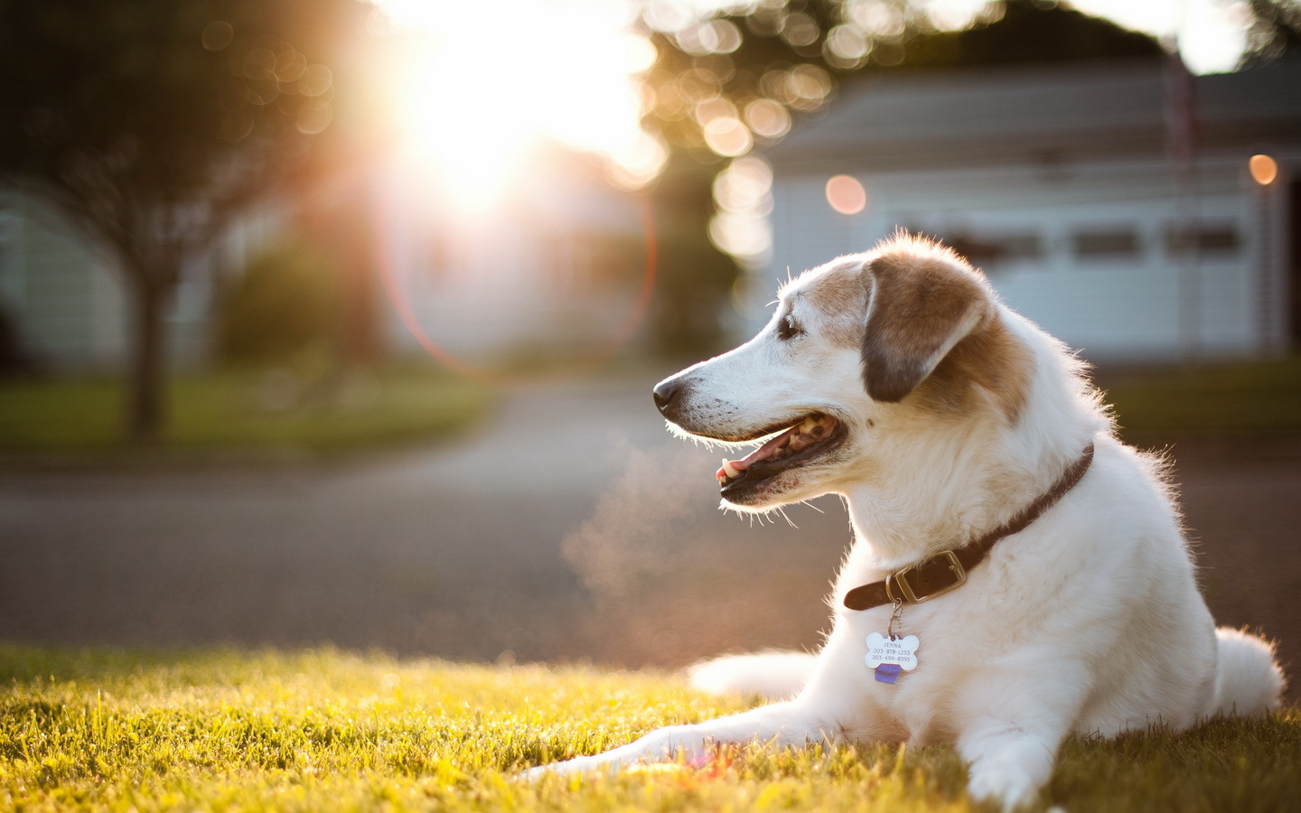 dog, Garden, Sun Wallpaper