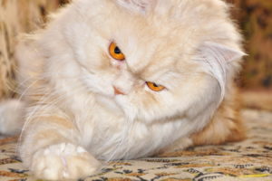 cat, Persian cat, Carpet, Grumpy Cat