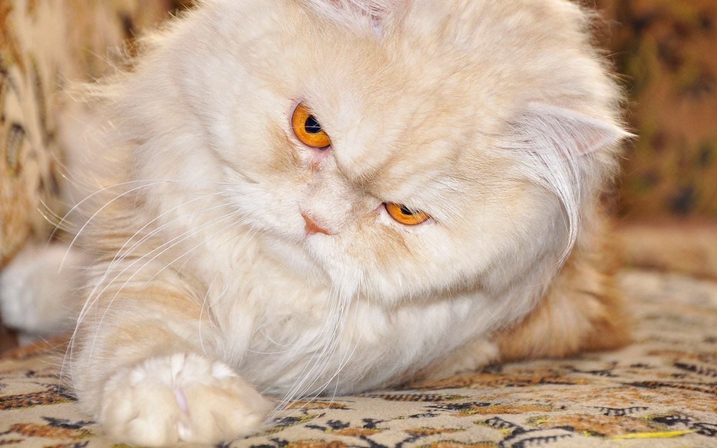 cat, Persian cat, Carpet, Grumpy Cat Wallpaper
