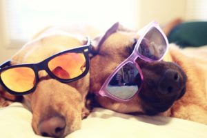 people, Dog, Sunglasses