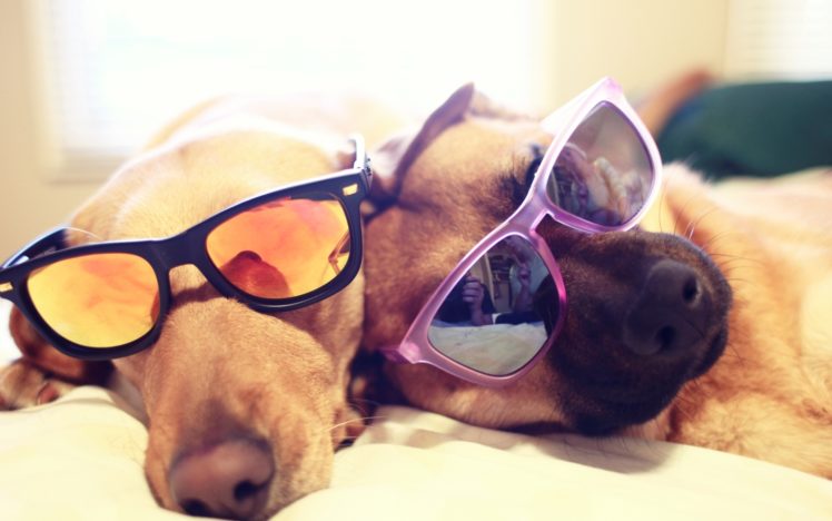 people, Dog, Sunglasses HD Wallpaper Desktop Background