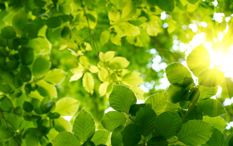 nature, Leaves, Summer HD Wallpaper Desktop Background