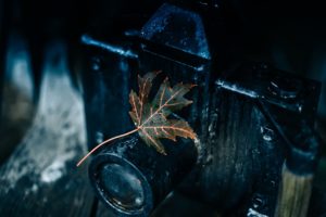 leaves, Dark, Macro, Water drops, Camera