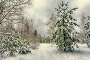 nature, Trees, Winter, Snow