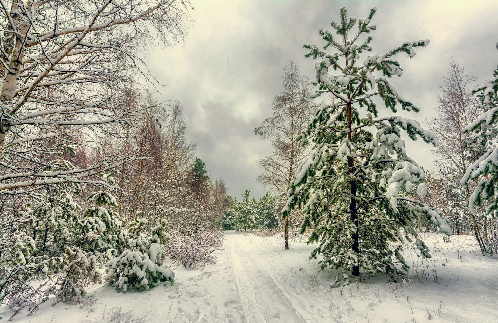 nature, Trees, Winter, Snow Wallpaper