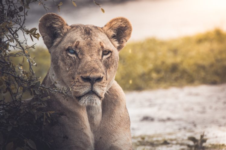 lion, Africa, Lake, Landscape HD Wallpaper Desktop Background