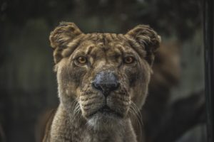 lion, Animals