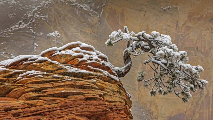 rock, Nature, Snow, Trees, Pine trees, Winter HD Wallpaper Desktop Background